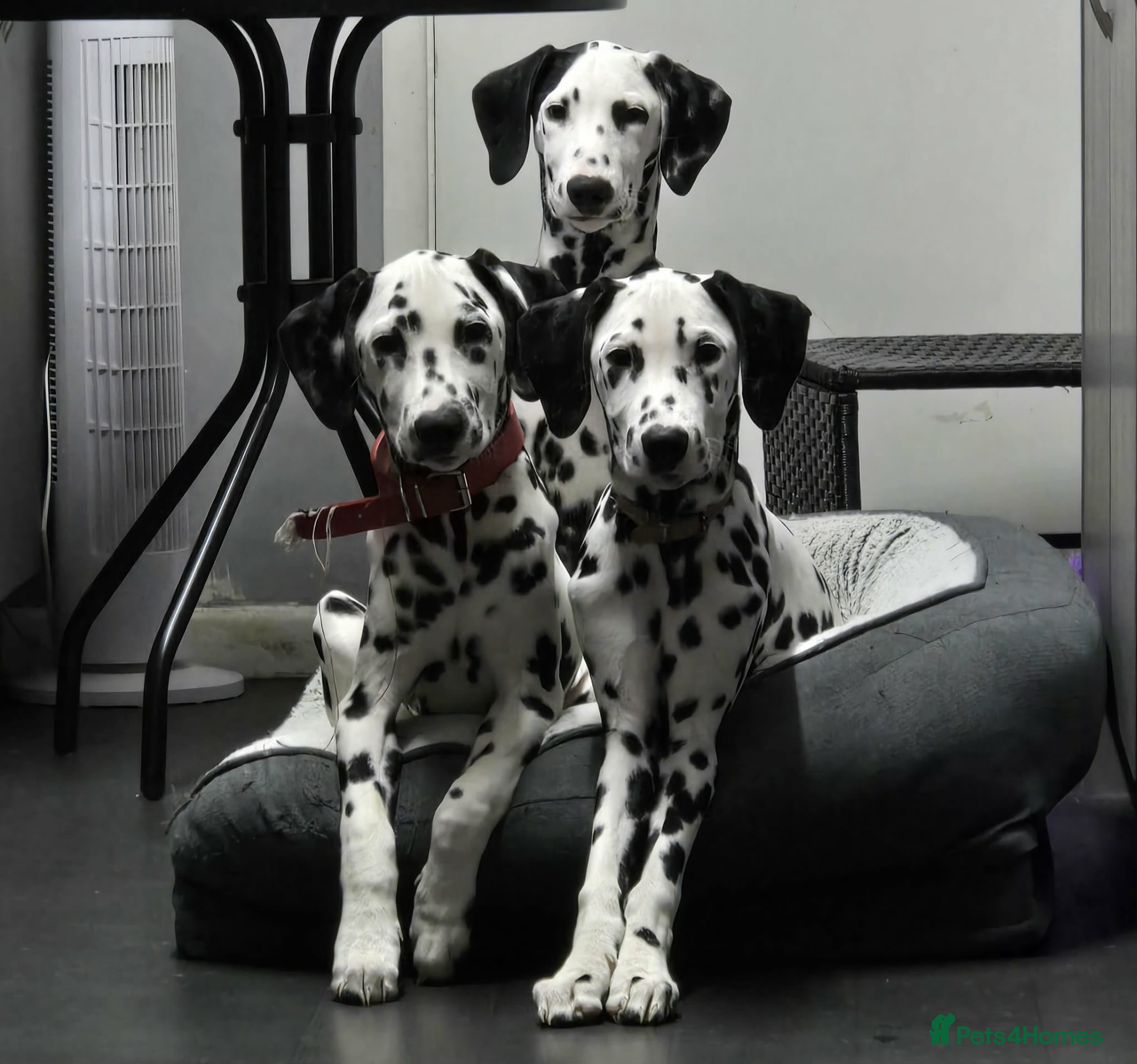 Dalmatian dogs Gorgeous Dalmation Brothers - Advert 7