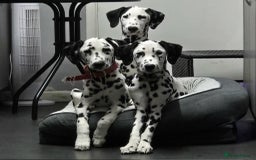 Dalmatian dogs for sale: Gorgeous Dalmation Brothers - Advert 1