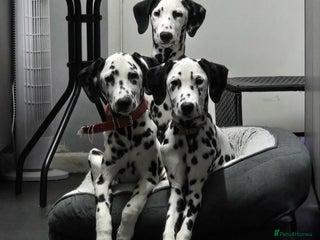 Dalmatian dogs Gorgeous Dalmation Brothers - Advert 4