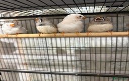 Finches birds for sale: Young zebra finches  - Image 2