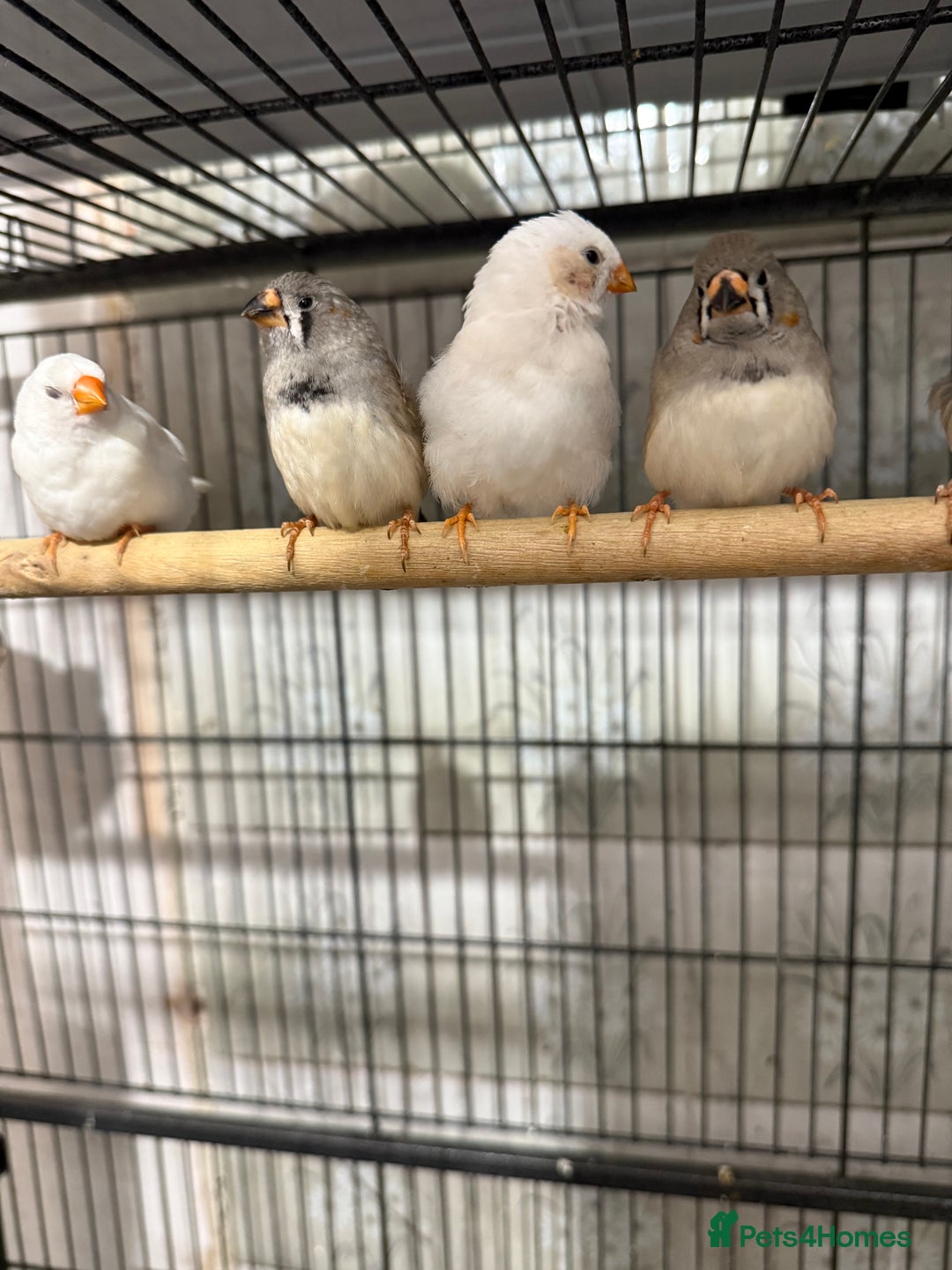 Finches birds for sale: Young zebra finches  - Image 2