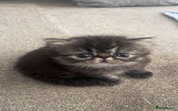 Persian cats for sale: Beautiful  persian kitten.  - Image 3