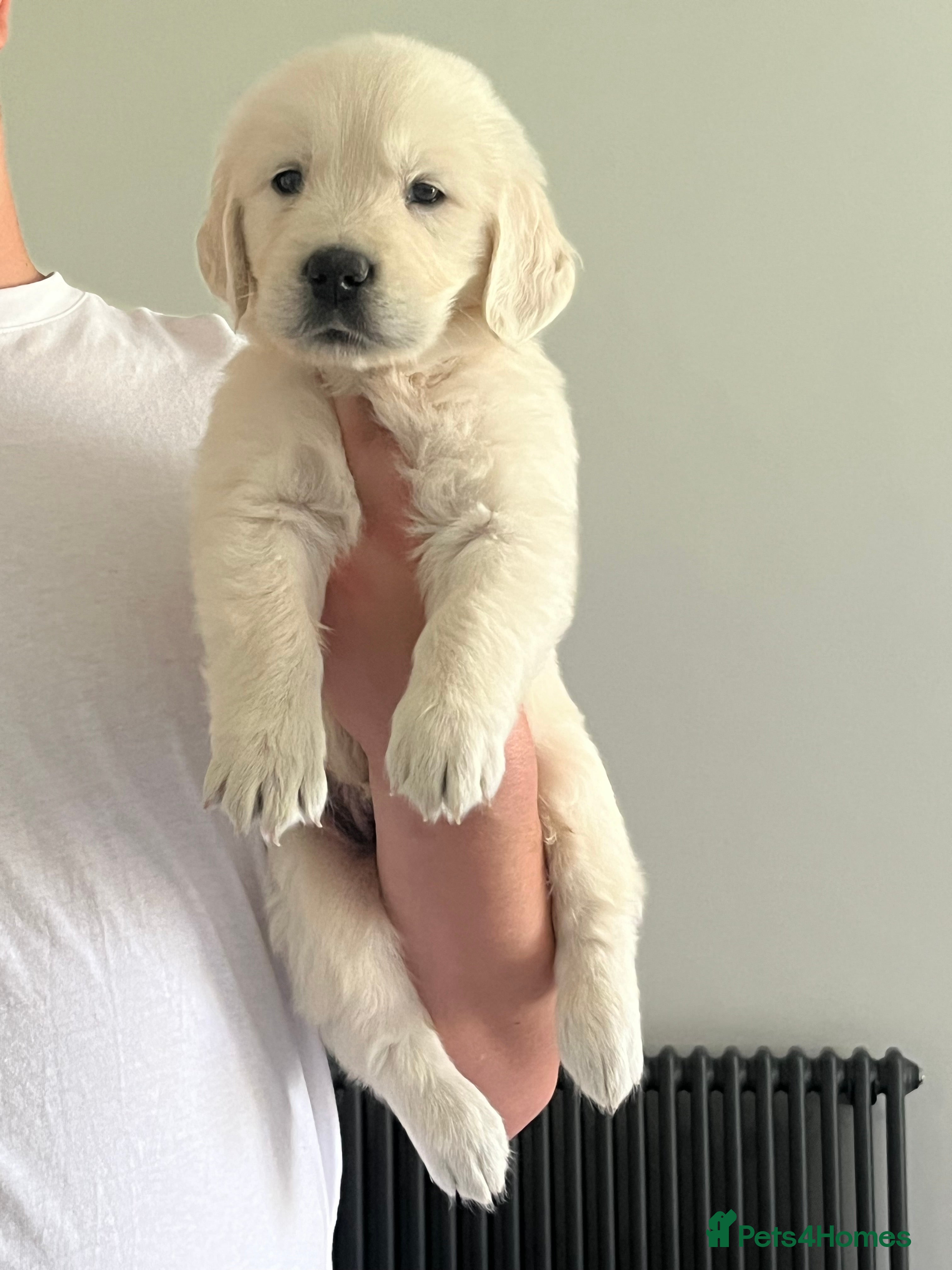 Golden Retriever dogs KC Old English Cream Golden Retriever Puppies  - Advert 2