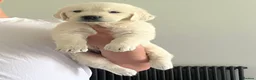Golden Retriever dogs for sale: KC Old English Cream Golden Retrievers - Advert 13