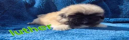 Pekingese dogs for sale: KC Registered Pekingese Puppies top quality  - Advert 40