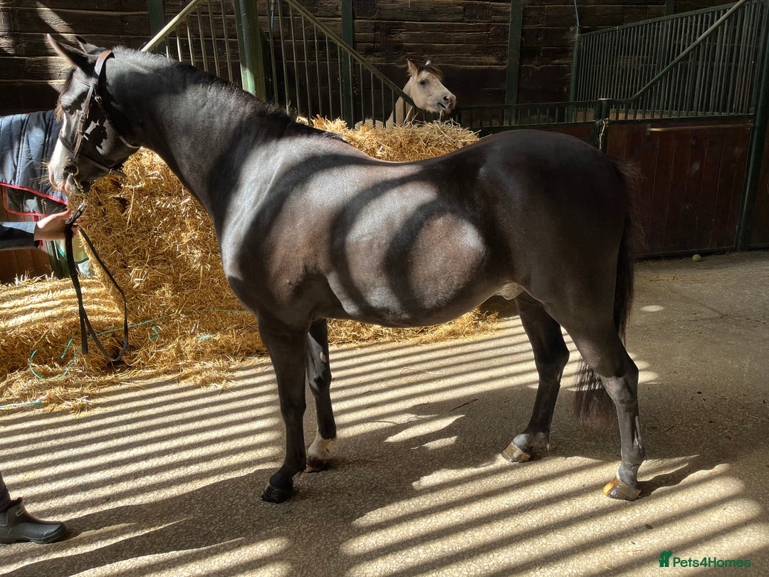 Welsh Section B horses for sale: Top class section B for sale  - Image 6