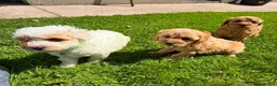 Cavapoo dogs for sale: Toy Cavapoo Puppies  - Advert 5