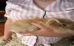 Mini Lop rabbits for sale: 1 beautiful mini lops for sale  - Image 19