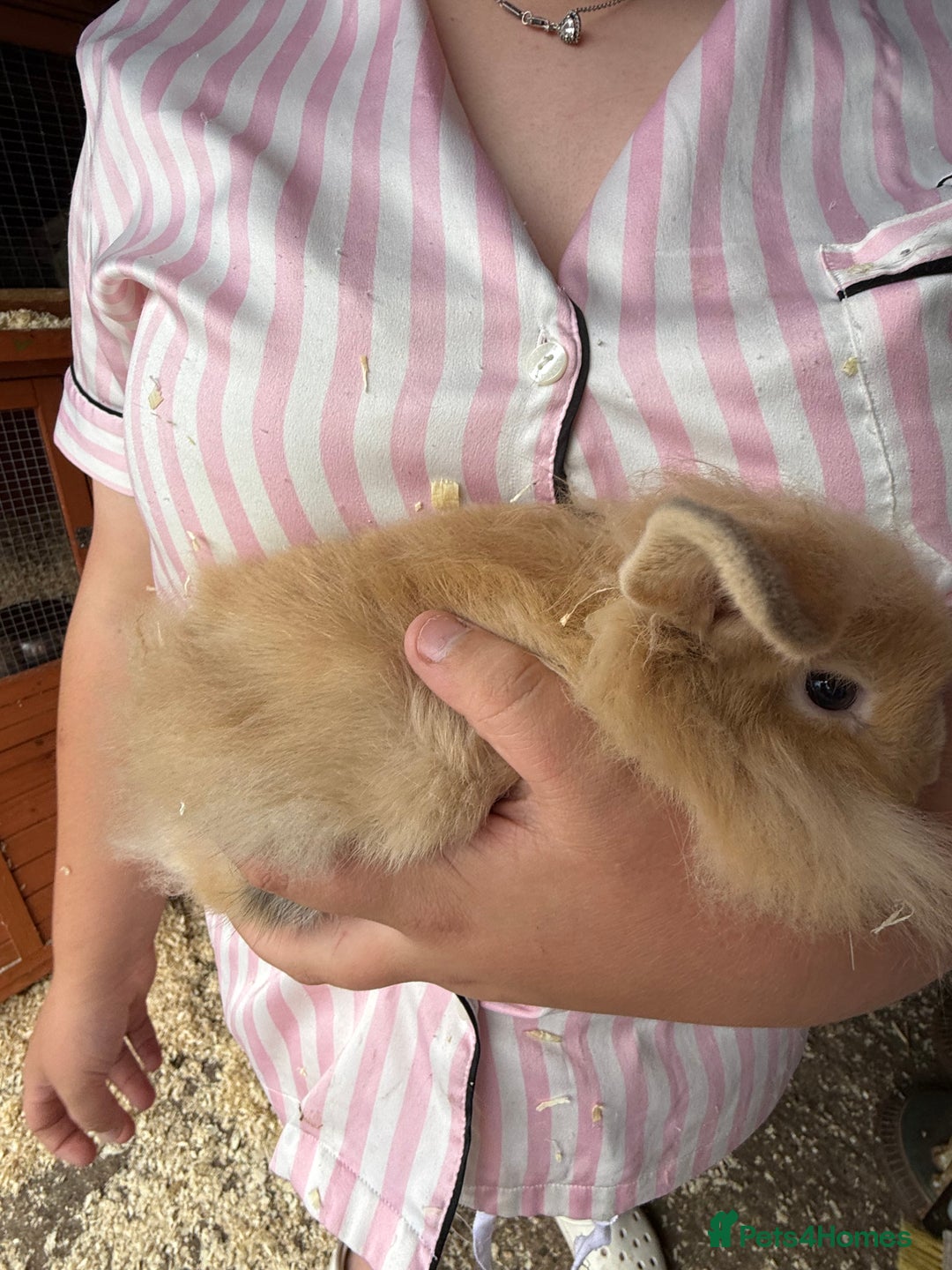 Mini Lop rabbits for sale: 1 beautiful mini lops for sale  - Image 19