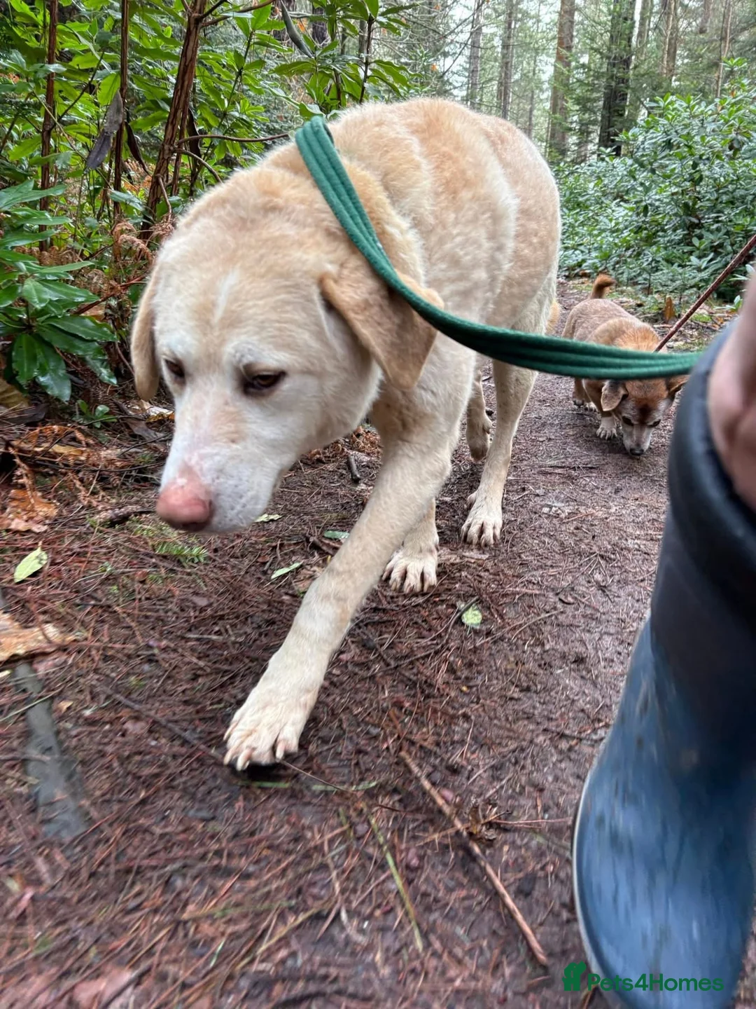Golden Retriever dogs for adoption: Ralph - Norwich Norfolk  - Advert 12