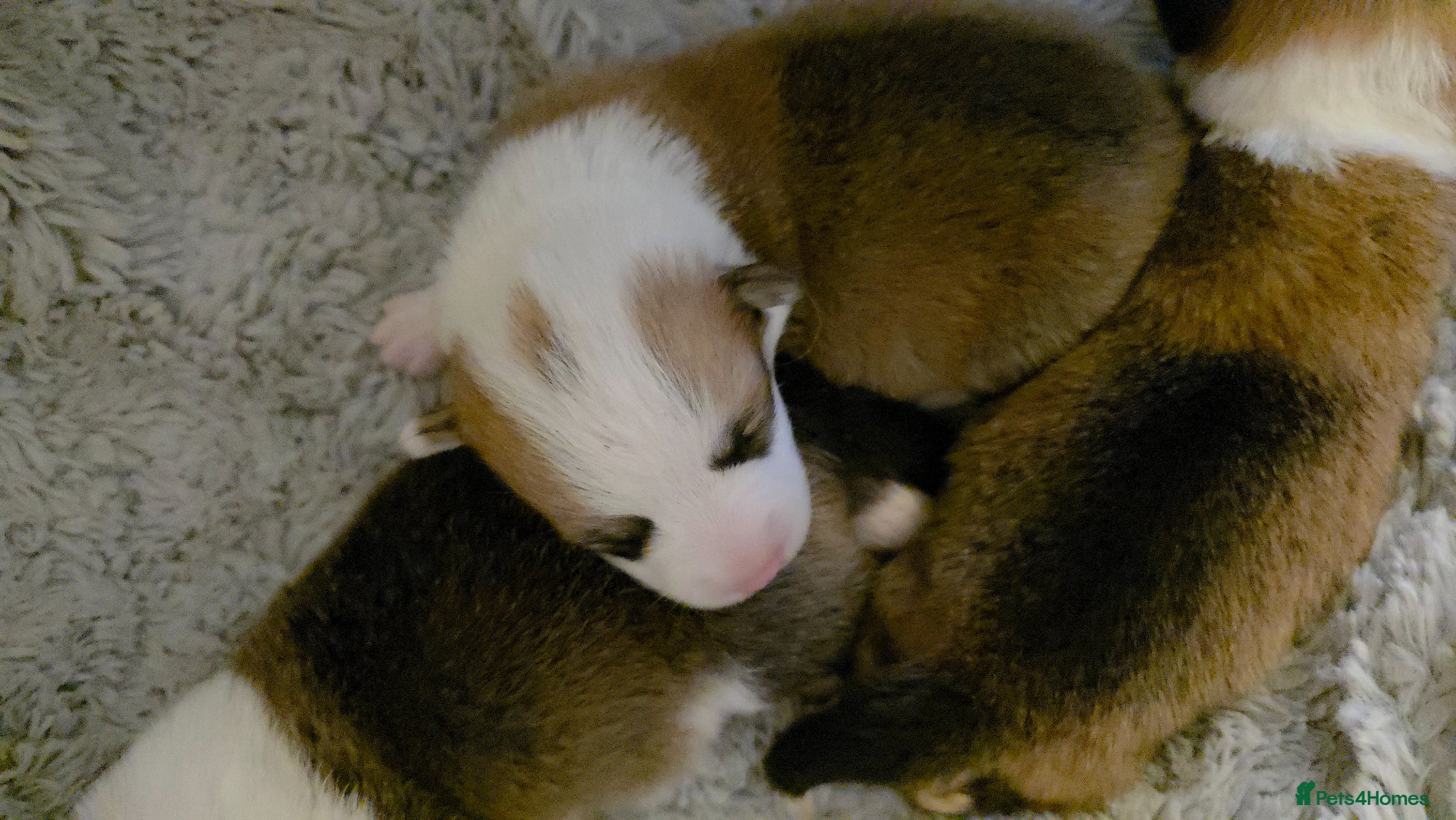 Welsh Corgi Pembroke dogs Corgi Puppies for Loving Homes – 1 Male, 2 Females - Advert 5