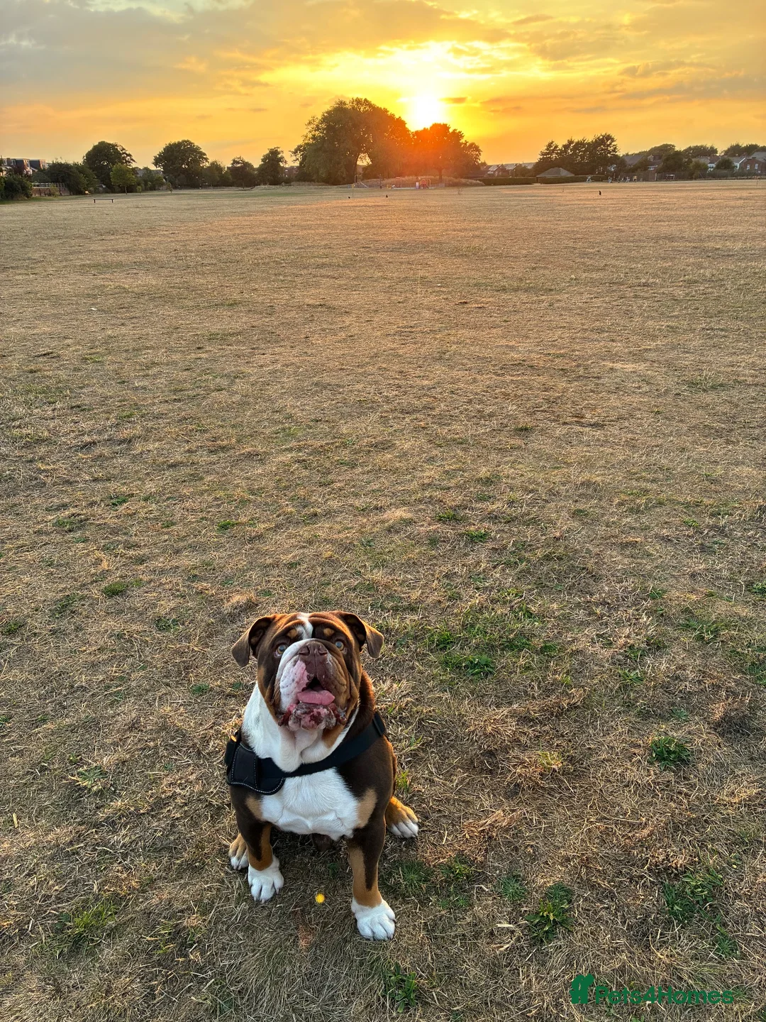 English Bulldog dogs for sale: English bulldog  - Advert 2
