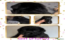 German Shepherd dogs for sale: German Shepherd Puppies - Image 5