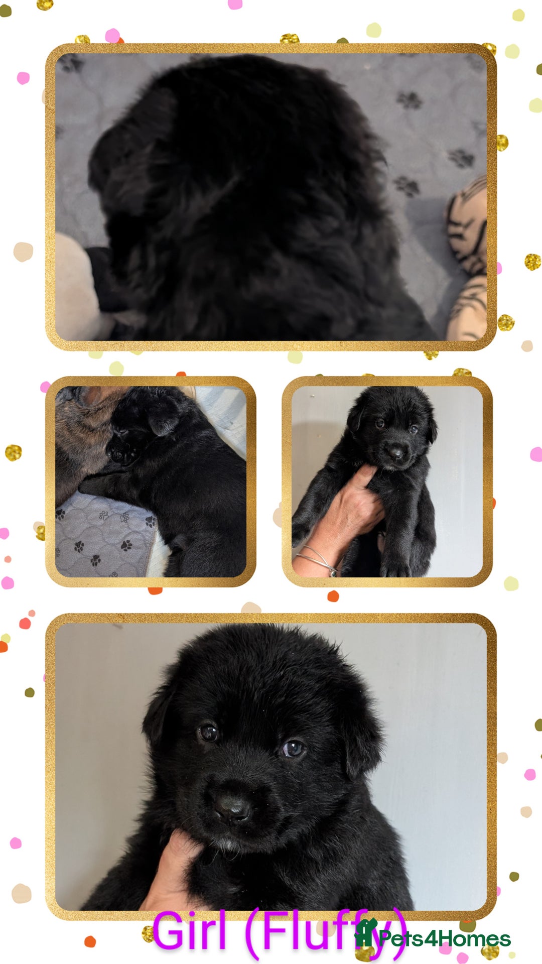 German Shepherd dogs for sale: German Shepherd Puppies - Image 5