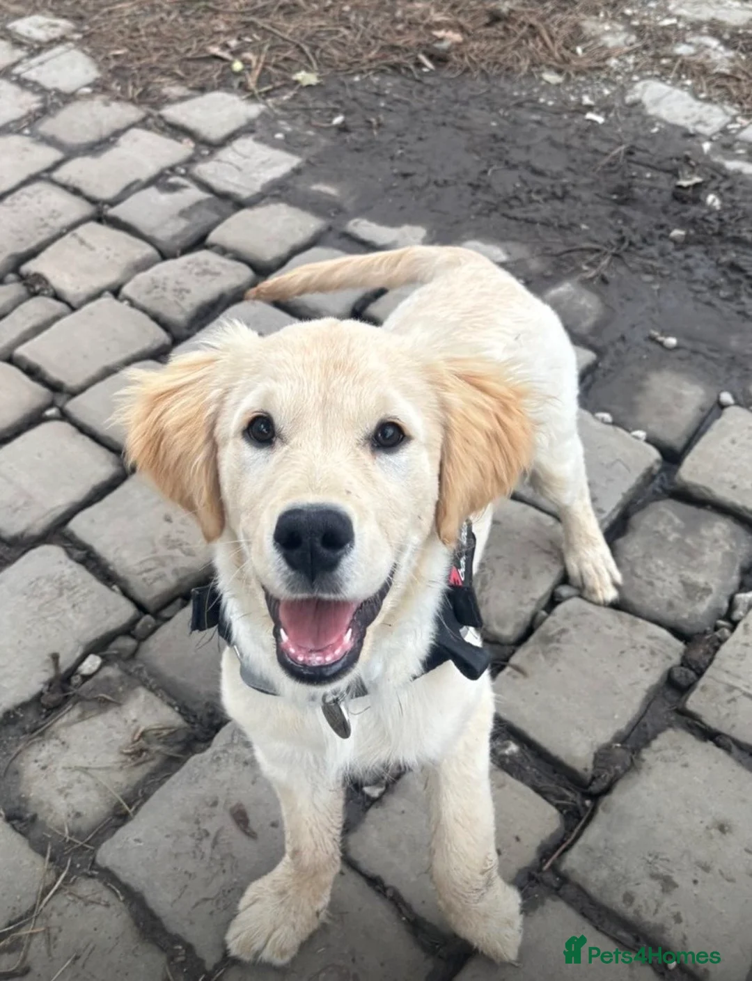 Golden Retriever dogs for sale: Golden retriever puppy - Advert 4