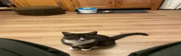 Mixed Breed cats for sale: Short haired Male cat  - Advert 11