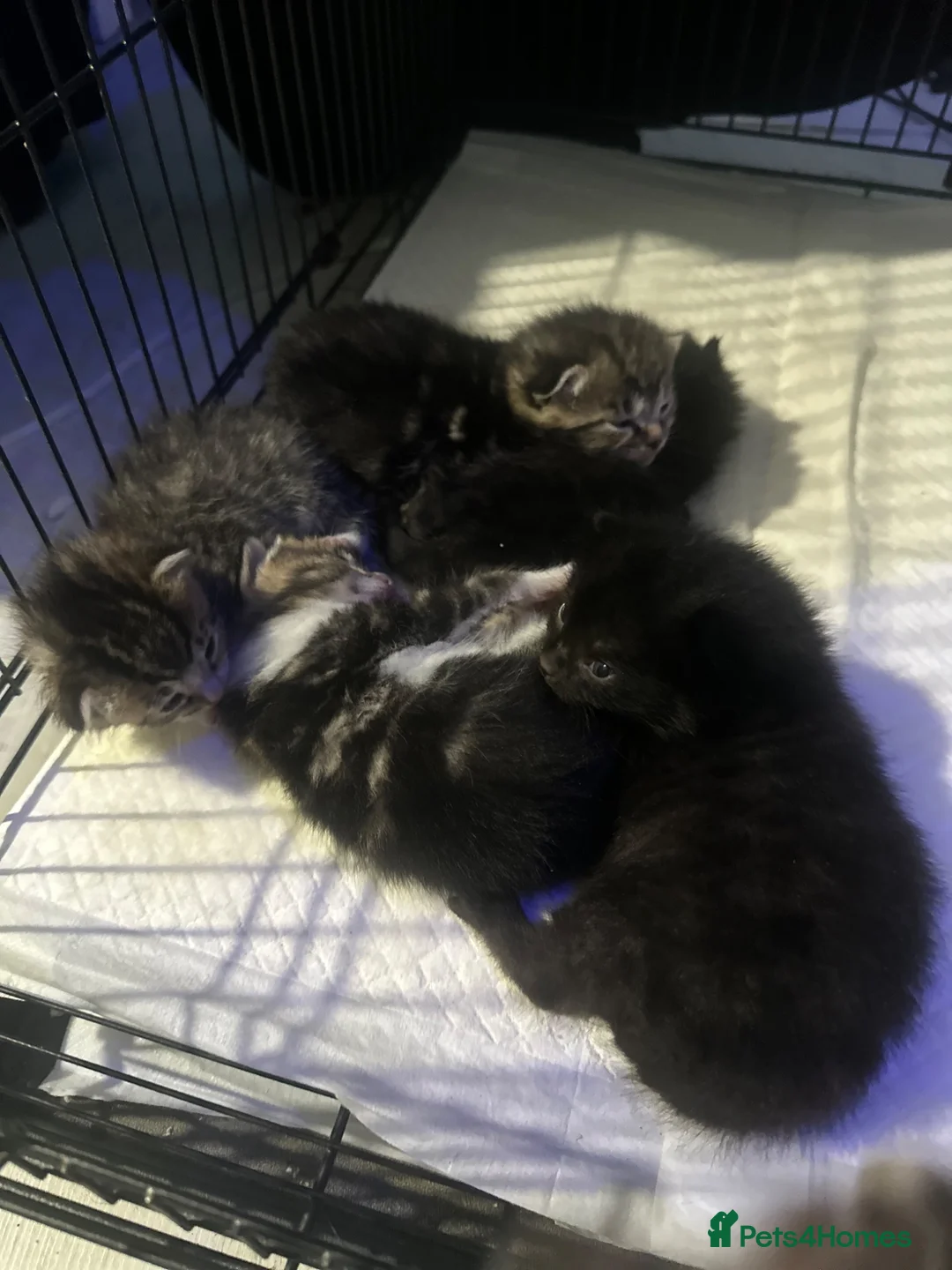 Mixed Breed cats for sale: Fabulous kittens for sale! - Advert 12