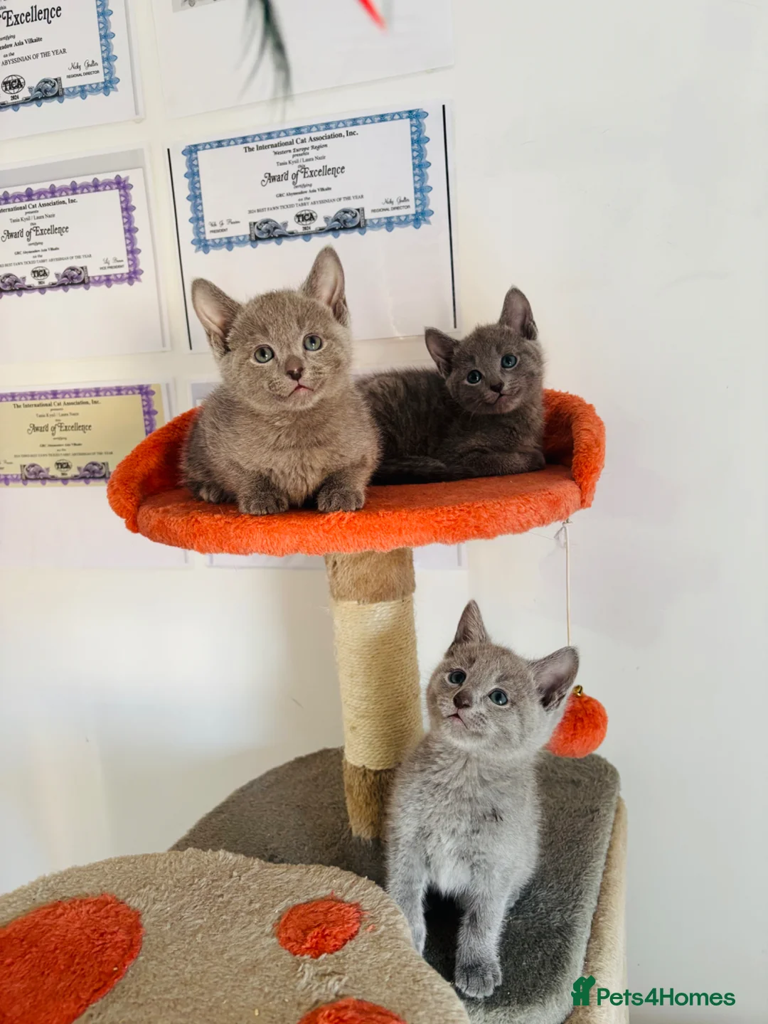 Russian Blue cats for sale: TICA PURE PEDIGREE RUSSIAN BLUE KITTENS  - Advert 38