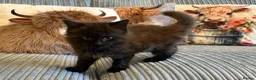 Ragdoll cats for sale: Gorgeous male brown ragdoll cross kitten for sale - Advert 19