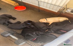 Labrador Retriever dogs for sale: Gorgeous Labrador Puppies - only 5 remaining!! - Image 9