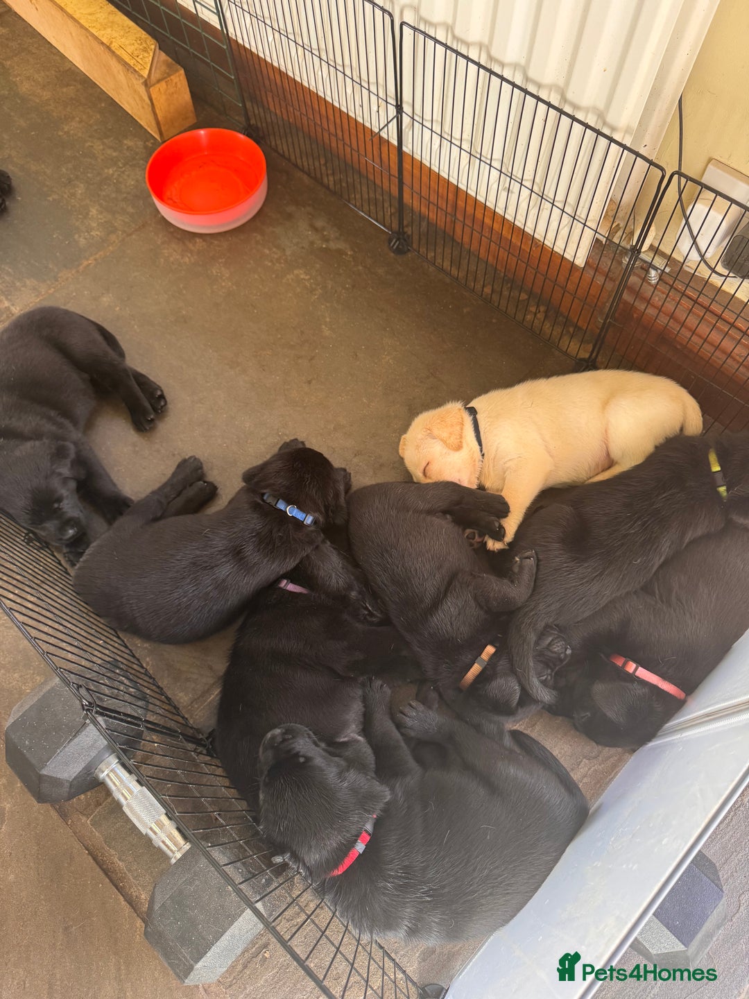 Labrador Retriever dogs for sale: Gorgeous Labrador Puppies - only 5 remaining!! - Image 9