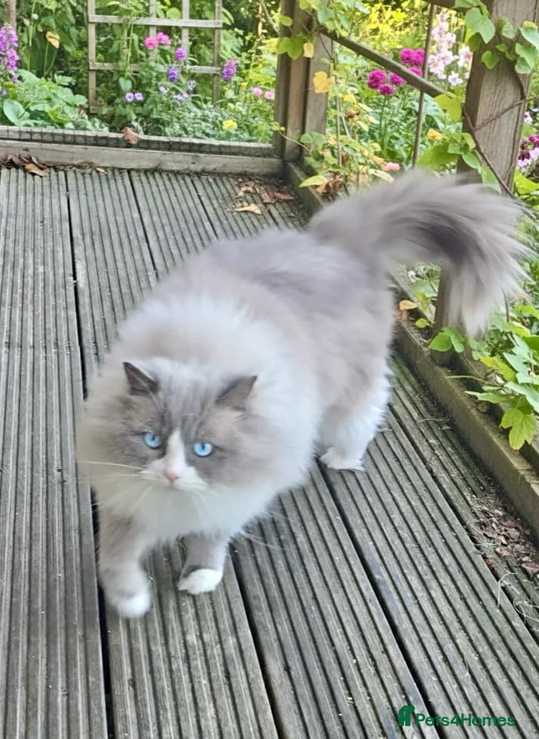 Ragdoll cats for sale: READY NOW TICA ACTIVE Kittens, European bi-colour - Advert 19
