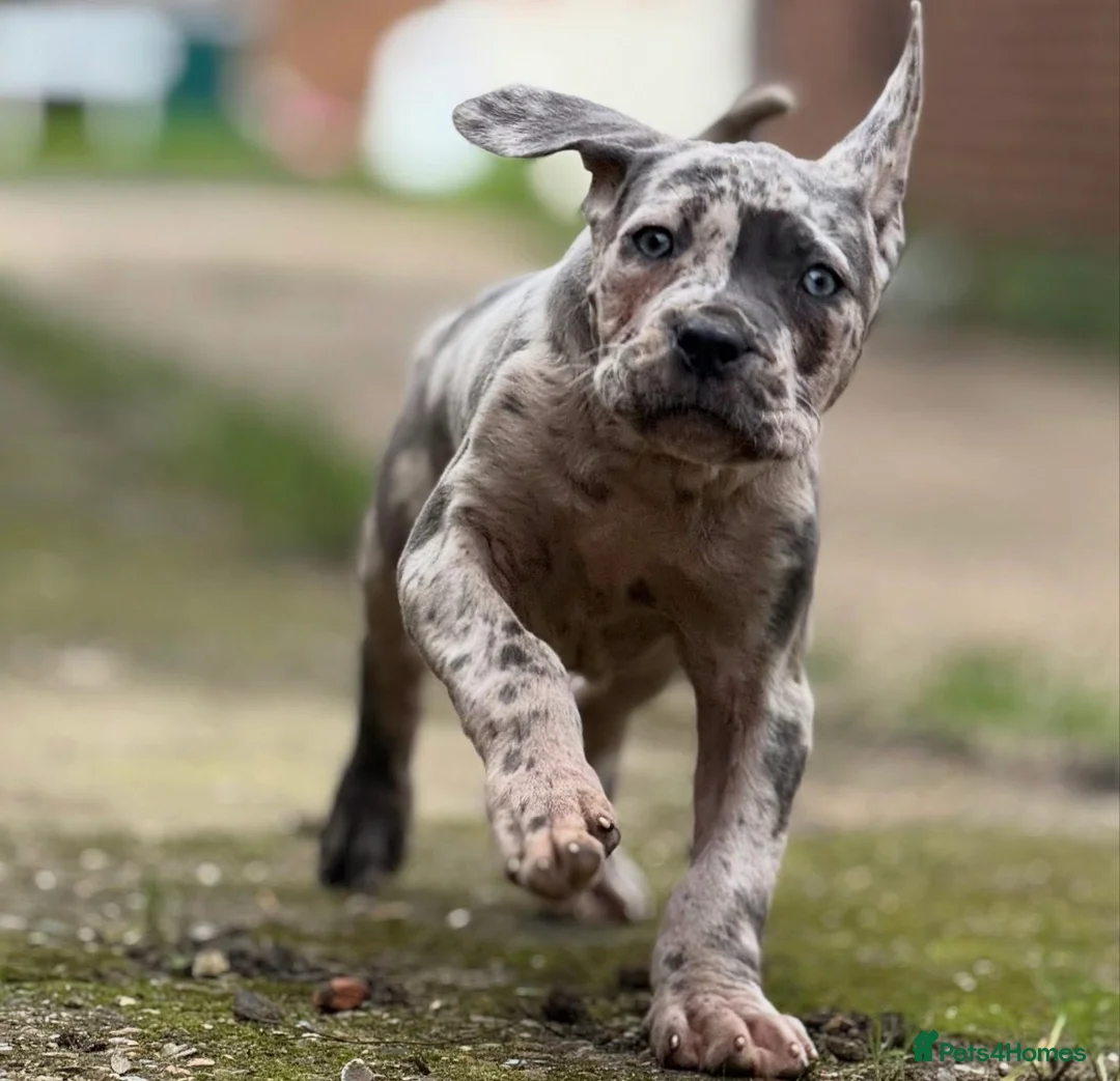 Neapolitan Mastiff dogs for sale: Shard the Split face Merle boy  - Advert 1