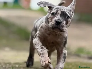 Neapolitan Mastiff dogs Shard the Split face Merle boy - Advert 1