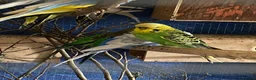 Budgerigars birds for sale: 8 female budgies  - Advert 2