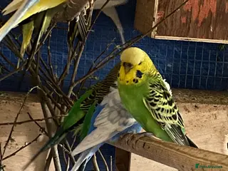 Budgerigars birds 4 budgies searching for new homes - Advert 18