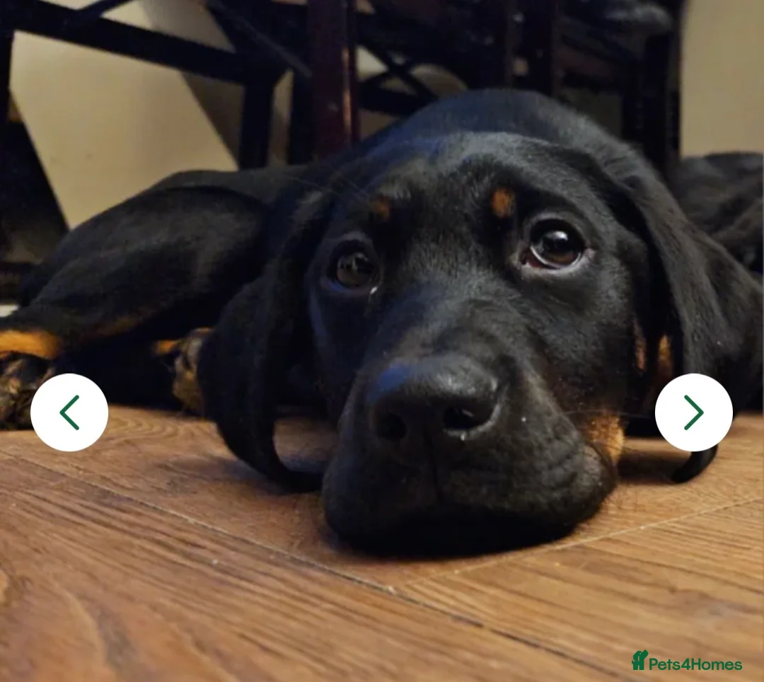 Mixed Breed dogs for sale: 7-Month-Old Rottweiler Lab – Loving Home Needed 💔 - Advert 1