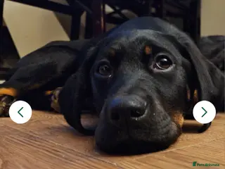 Mixed Breed dogs 7-Month-Old Rottweiler Lab – Loving Home Needed 💔 - Advert 1