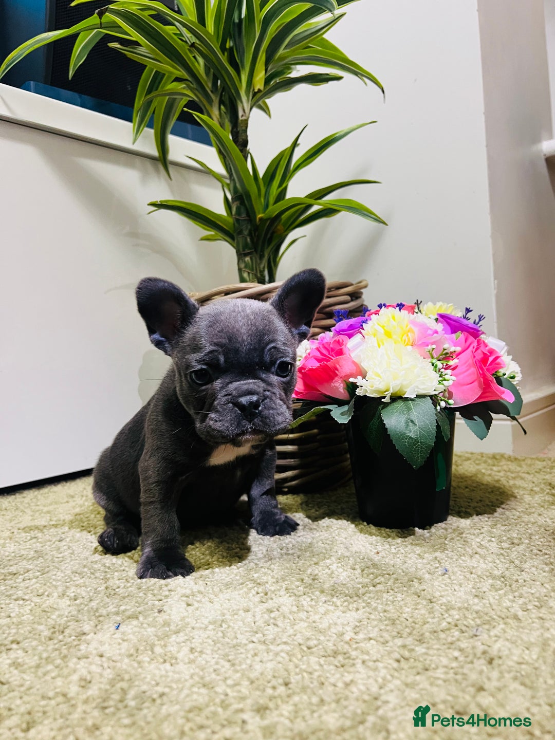 French Bulldog dogs for sale: French Bulldog Puppy (Female) - Advert 10