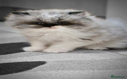 Persian cats for sale: Pure persians. - Advert 5