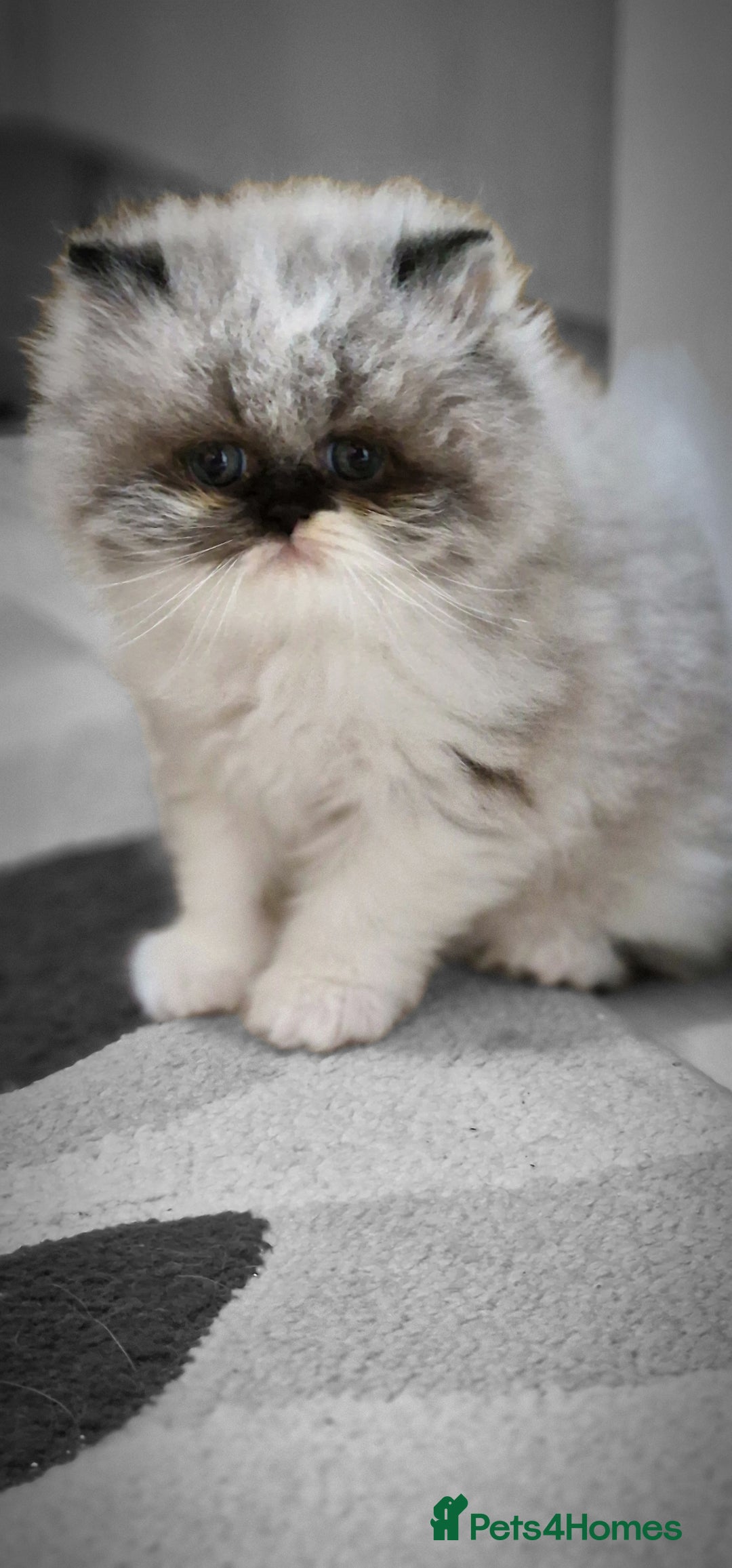 Persian cats for sale: Pure persians. - Advert 5