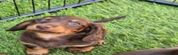 Miniature Dachshund dogs for sale: KC registered miniature dachshund - Advert 12