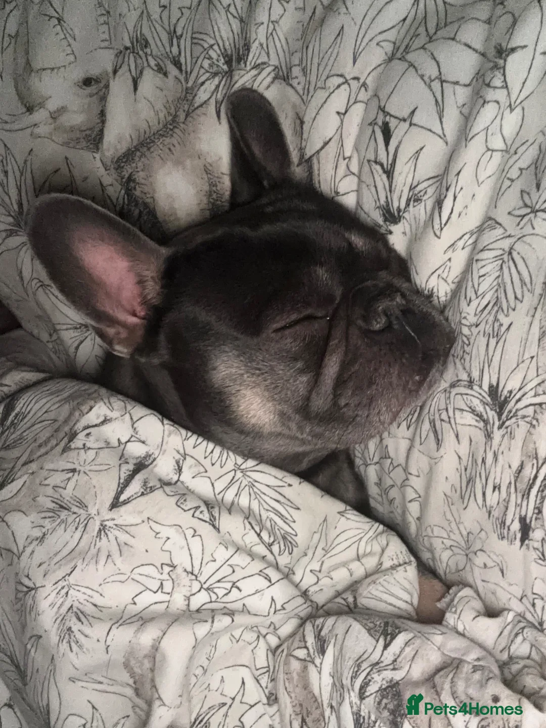 French Bulldog dogs for sale: French bulldog  in Bolton - Advert 2