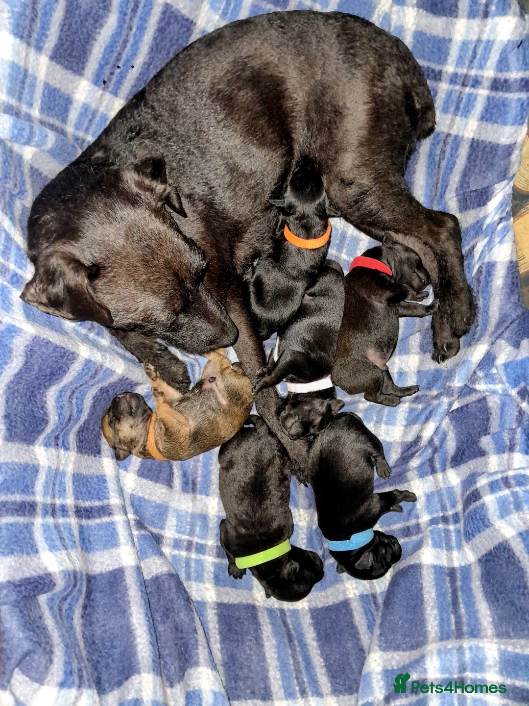 Patterdale Terrier dogs for sale: Patterdale Pups  - Image 3