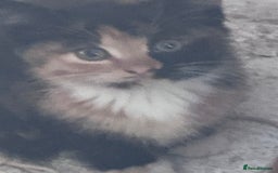 Mixed Breed cats for sale: cute kittens  - Image 13