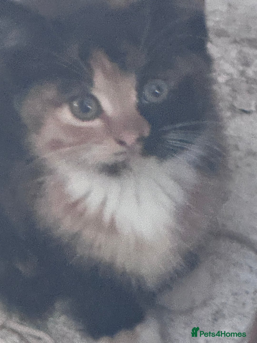 Mixed Breed cats for sale: cute kittens  - Image 13