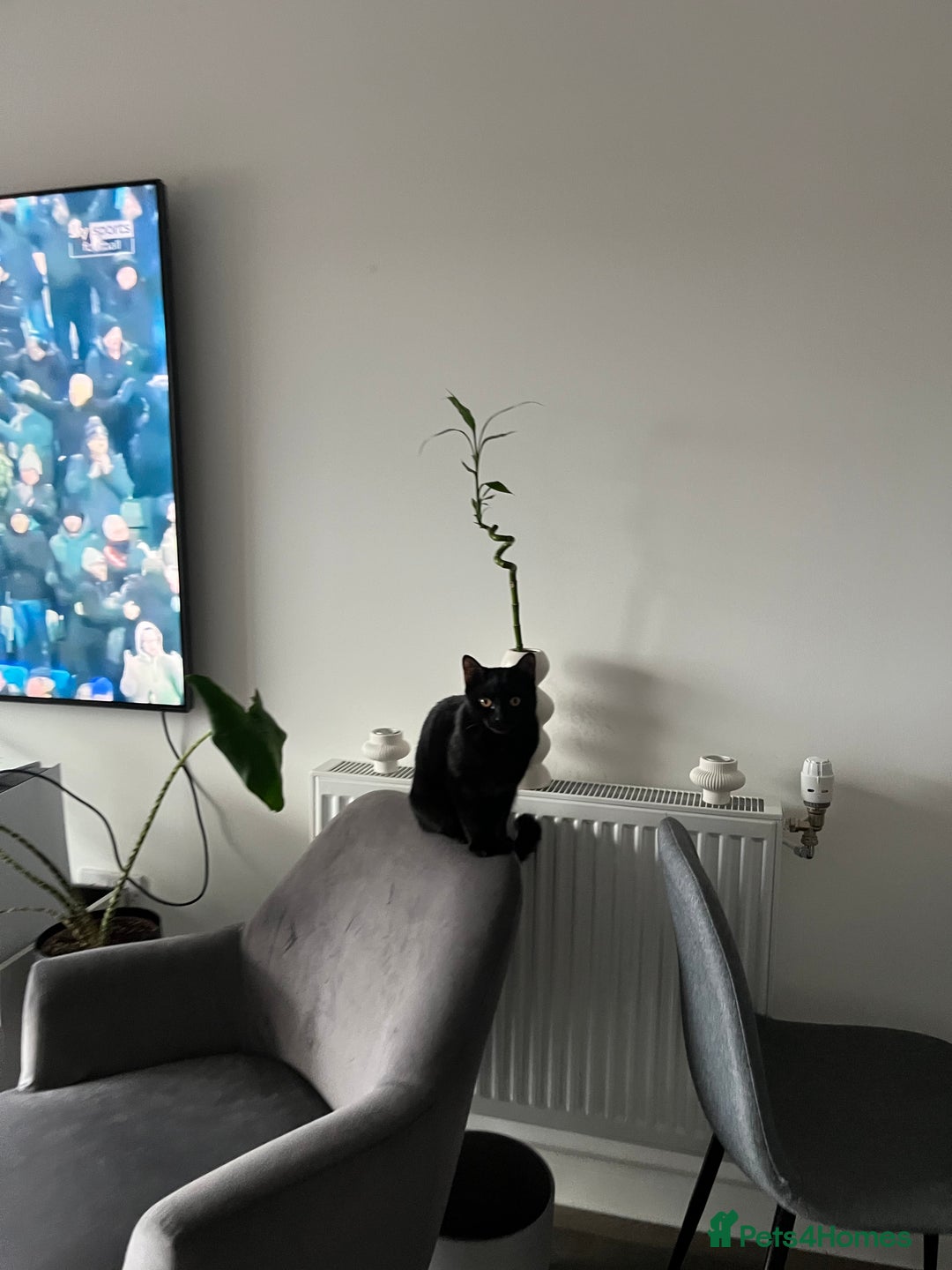 British Shorthair cats for sale: Bonded Sister Kittens for Rehoming - Advert 12