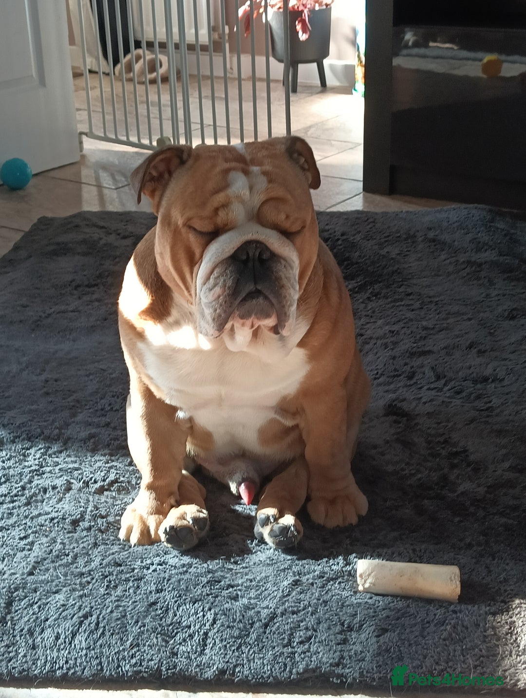 English Bulldog dogs for stud: Harry - Advert 4