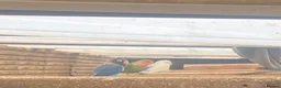 Lovebirds birds for sale: Lovebirds for sale! 🦜 - Advert 7