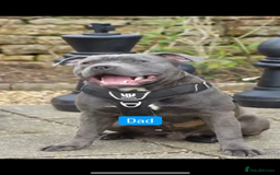 Staffordshire Bull Terrier dogs for sale: Blue Staffordshire bull terrier  - Image 32