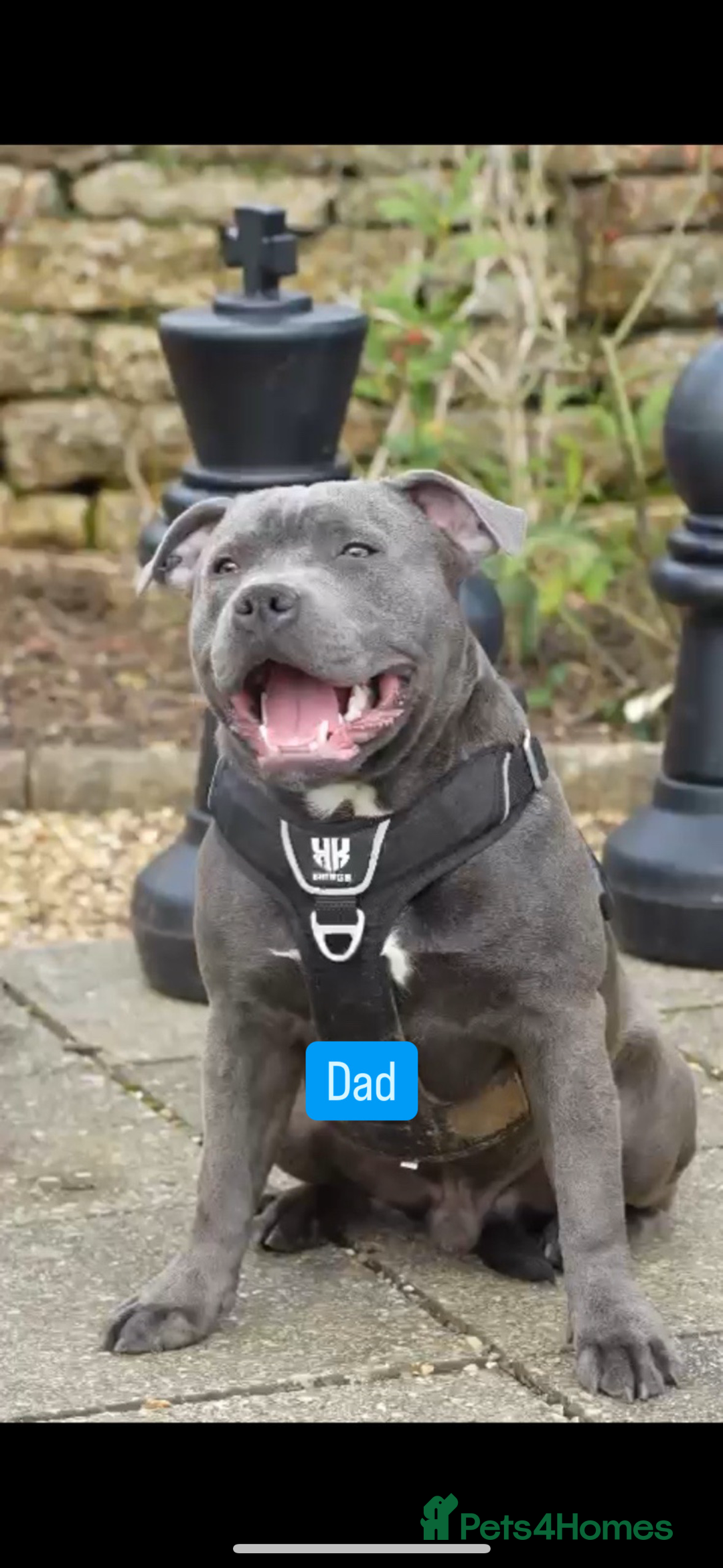 Staffordshire Bull Terrier dogs for sale: Blue Staffordshire bull terrier  - Image 32