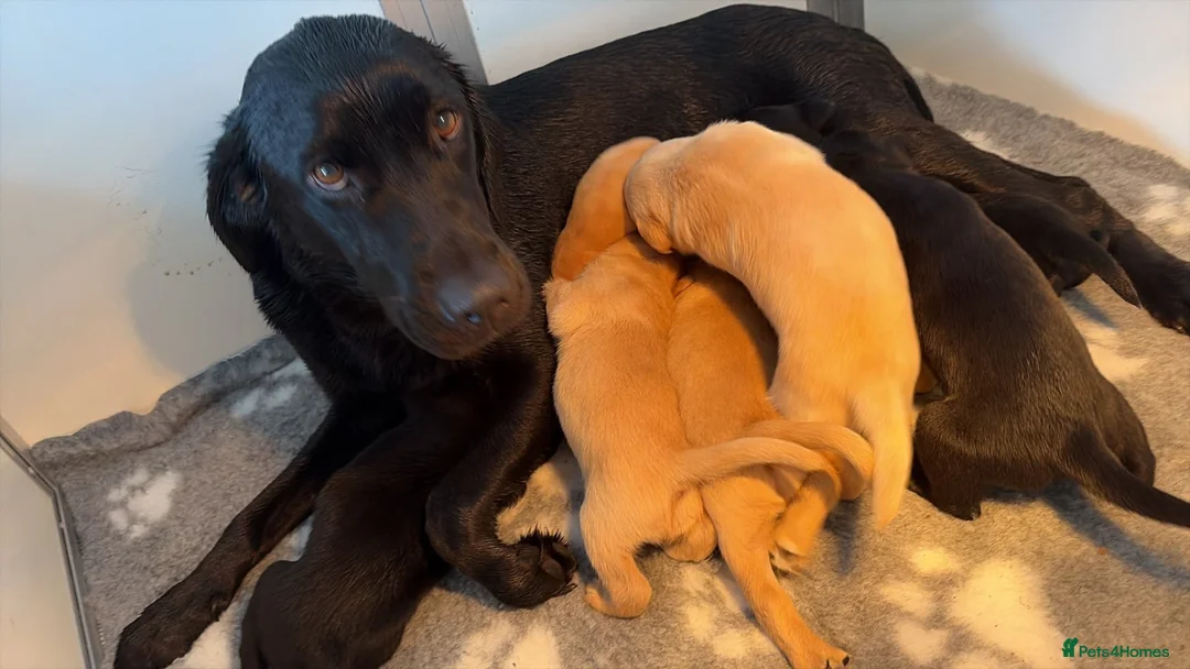 Labrador Retriever dogs for sale: KC REG Yellow/fox red and Black Labrador puppies  - Advert 2