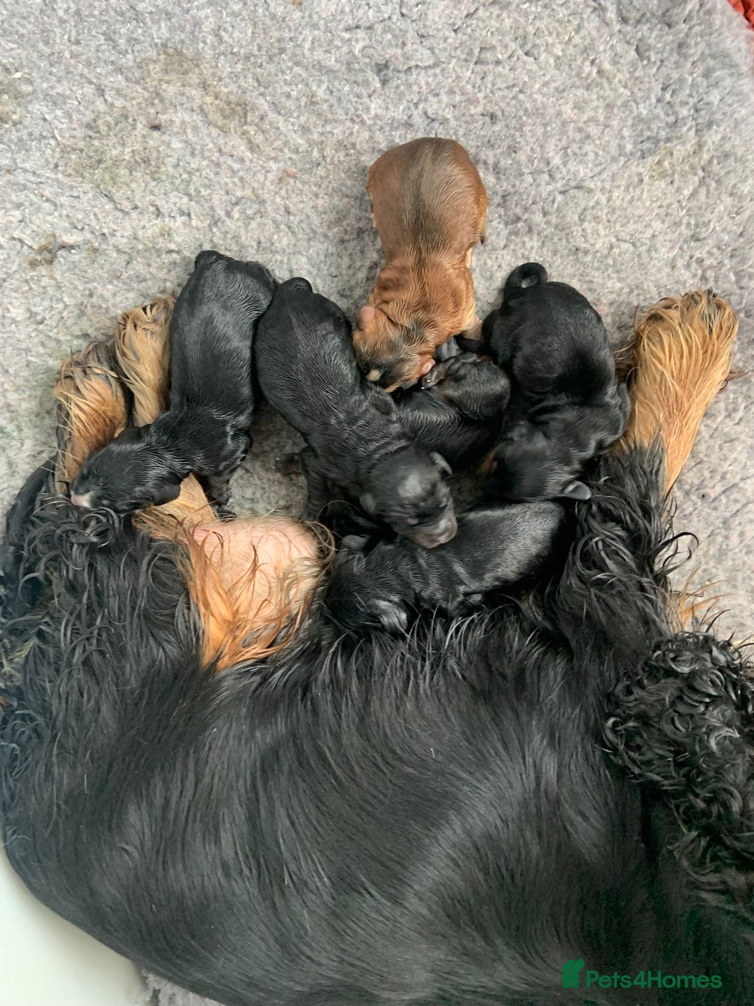 Cocker Spaniel dogs for sale: Show cocker spaniels  - Image 4