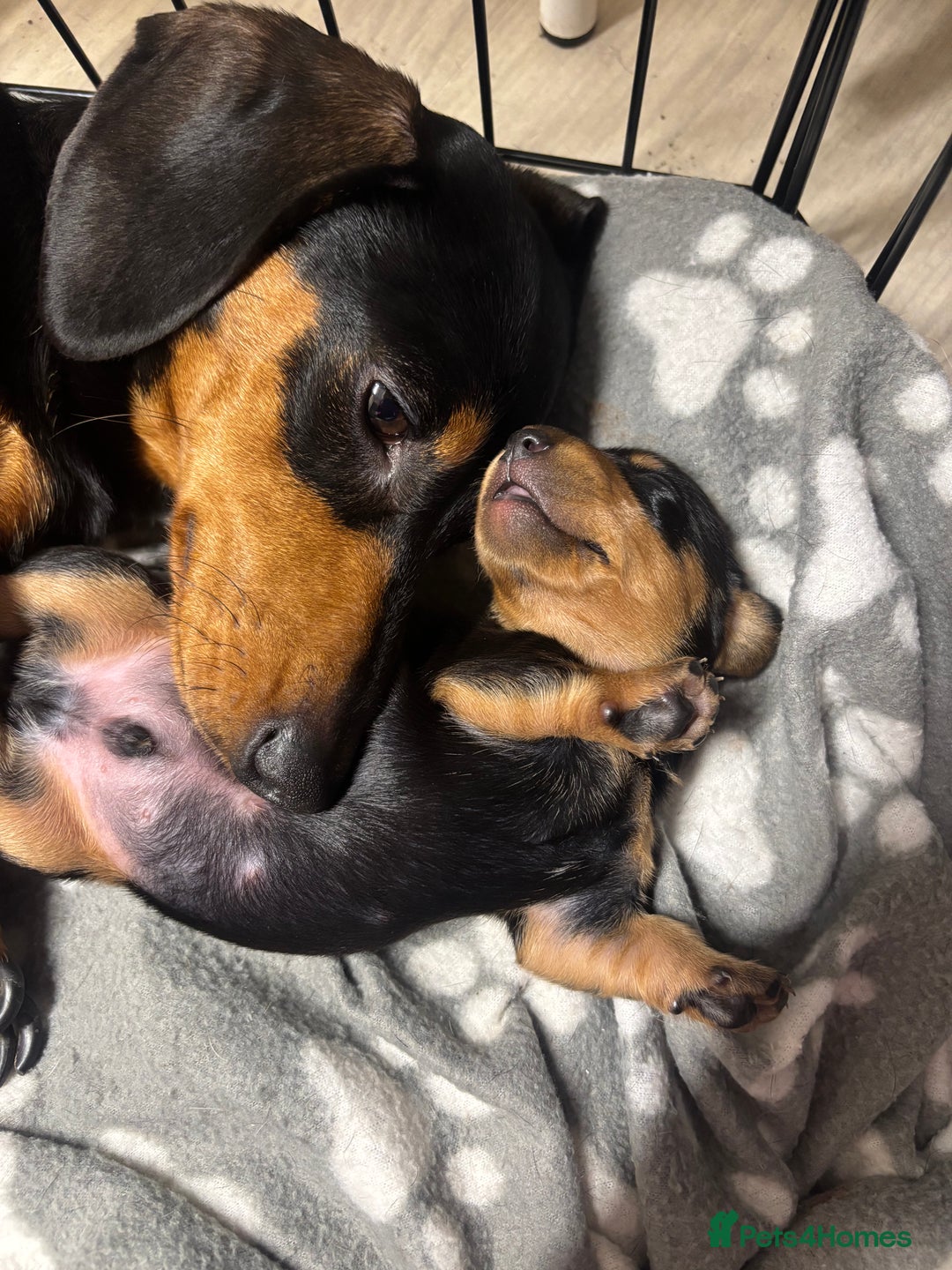 Miniature Dachshund dogs for sale: Miniature Dachshund  - Advert 1