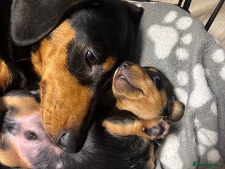 Miniature Dachshund dogs Miniature Dachshund - Advert 11