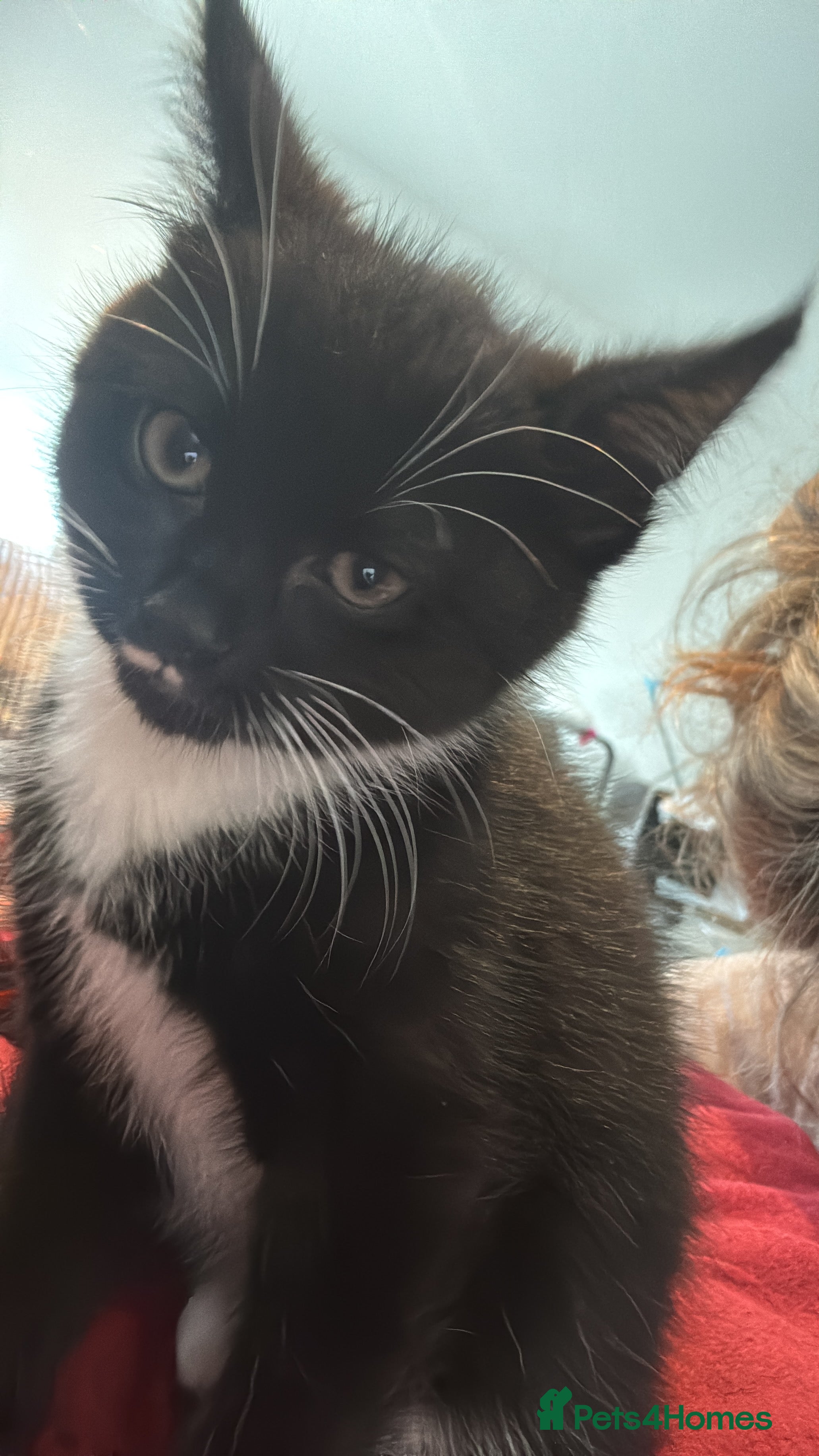 Mixed Breed cats Kitten  - Advert 2